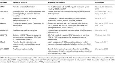 The Role of Long Noncoding RNAs in Central Nervous System and Neurodegenerative Diseases